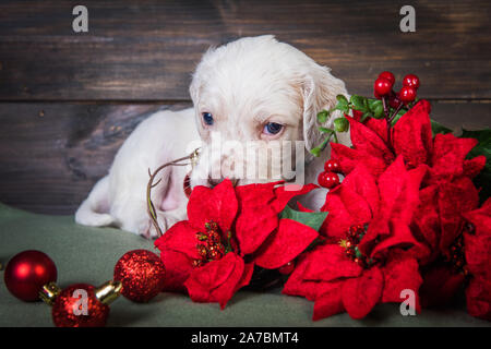 English Setter Welpen mit Weihnachtsstern rot Blumen. Stockfoto