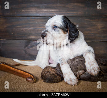 English Setter Welpe Hund mit Messer und Ente Stockfoto