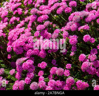 Lampranthus spectabilis 'Bonne Petite "Rice Flower der Thymelaeaceae Familie mit dunkelrosa Blüten blühen in Western Australia im späten Winter Frühling Stockfoto