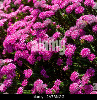 Lampranthus spectabilis 'Bonne Petite "Rice Flower der Thymelaeaceae Familie mit dunkelrosa Blüten blühen in Western Australia im späten Winter Frühling Stockfoto