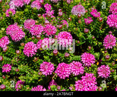 Lampranthus spectabilis 'Bonne Petite "Rice Flower der Thymelaeaceae Familie mit dunkelrosa Blüten blühen in Western Australia im späten Winter Frühling Stockfoto