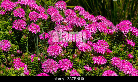 Lampranthus spectabilis 'Bonne Petite "Rice Flower der Thymelaeaceae Familie mit dunkelrosa Blüten blühen in Western Australia im späten Winter Frühling Stockfoto