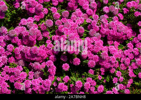 Lampranthus spectabilis 'Bonne Petite "Rice Flower der Thymelaeaceae Familie mit dunkelrosa Blüten blühen in Western Australia im späten Winter Frühling Stockfoto