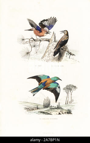 Eurasian Jay, Garrulus glandarius, Nussknacker, Nucifraga caryocatactes beschmutzt, und europäische Rolle, Coracias garrulus. Papierkörbe Gravur auf Stahl durch Annedouche nach einer Zeichnung von Edouard Travies von Richard's "Neue Ausgabe der Werke von Comte de Buffon, 'Pourrat Freres, Paris, 1837. Stockfoto