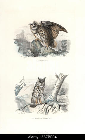 Eurasian Eagle Owl, Bubo bubo - und Waldohreule, Asio Otus. Papierkörbe Gravur auf Stahl durch Pardinel nach einer Zeichnung von Edouard Travies von Richard's "neuen Gesamtausgabe der Werke von Buffon, 'Pourrat Freres, Paris, 1837. Stockfoto