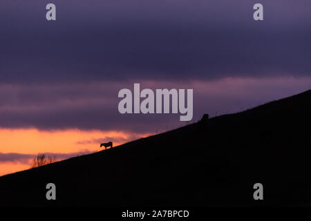 Ferner Pferde Silhouetten über Berge gegen einen schönen farbigen Himmel bei Dämmerung Stockfoto