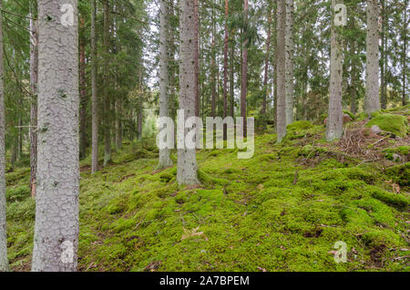 Spruce Tree trunks in einer unberührten Moos bedeckt Wald Stockfoto