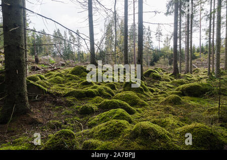 Unberührte Moos bedeckt Waldboden mit verborgenen Felsen Stockfoto
