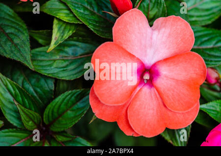 Schöne Nahaufnahme rot Blumen und grüne Blätter Stockfoto