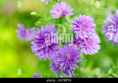 Lila Chrysantheme schöne Blume im Garten auf einem grünen Hintergrund Stockfoto