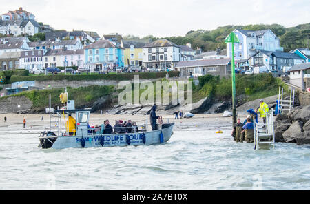 Dolphin Watching, Boot, Cardigan Bay, NewQuay, New Quay, Newquay, einem beliebten, Angeln, Küsten-, Dorf, Stadt, gängigen, für, Boot, Ausflüge, West Wales, Wales, Welsh, UK, GB Stockfoto