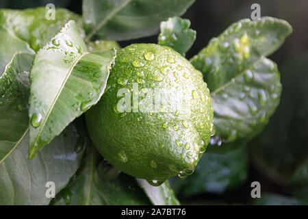 Reife Früchte Lemon Tree hautnah. Frisches Grün Lemon Lime mit Wassertropfen hängen auf Ast in organischen Garten Stockfoto