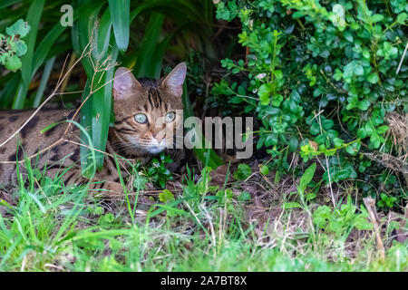 Bengalkatze versteckt sich im Garten unter Pflanzen, schönes Porträt eines Haustieres Stockfoto
