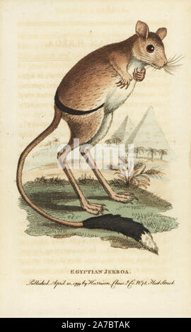 Größere Ägyptische jerboa, Jaculus orientalis, mit Pyramiden im Hintergrund. Abbildung: Kopiert von George Edwards. Papierkörbe Kupferstich aus der Naturforscher Pocket Magazin", Harrison, London, 1799. Stockfoto