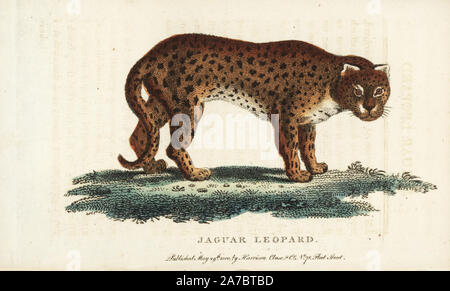 Cheetah, Acinonyx jubatus. Verwundbar. Auch als der Jaguar Leopard oder die Jagd auf Leopard vom Leverian Museum bekannt. Abbildung: Kopiert aus dem Comte de Buffon. Papierkörbe Kupferstich aus der Naturforscher Pocket Magazin", Harrison, London, 1799. Stockfoto