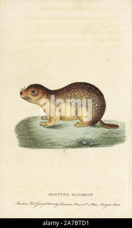 Gefleckte Marmot oder souslik, Spermophilus suslicus. Papierkörbe Kupferstich aus der Naturforscher Pocket Magazin", Harrison, London, 1799. Stockfoto