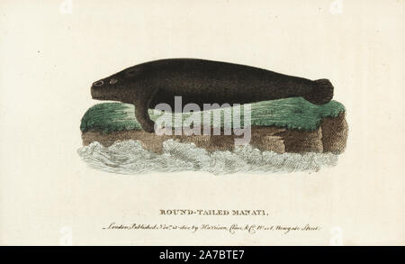 West Indian Manatee, Trichechus Manatus. (Runde tailed Manati) anfällig. Abbildung: Kopiert von Thomas Pennant Abbildung einer Probe in der Leverian Museum. Papierkörbe Kupferstich aus der Naturforscher Pocket Magazin", Harrison, London, 1800. Stockfoto