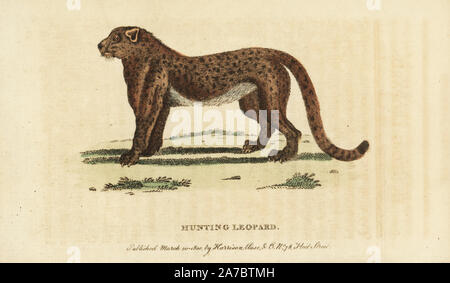 Cheetah oder Jagd auf Leopard, Acinonyx jubatus. Verwundbar. Abbildung: Kopiert von I.C.D von Schreber. Papierkörbe Kupferstich aus der Naturforscher Pocket Magazin", Harrison, London, 1800. Stockfoto