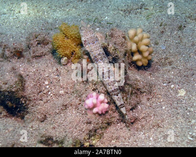 Eine bunte Lizardfish (Synodus variegatus) Stockfoto