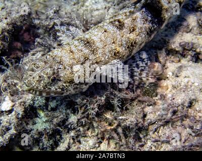 Eine bunte Lizardfish (Synodus variegatus) Stockfoto