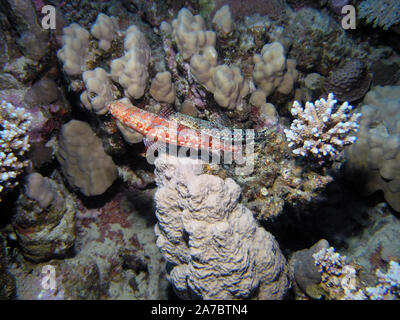 Eine bunte Lizardfish (Synodus variegatus) Stockfoto