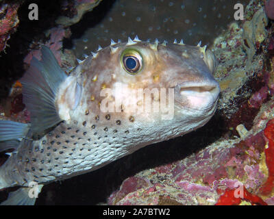 Gelb - gesichtet (Cyclichthys spilostylus Burrfish) Stockfoto