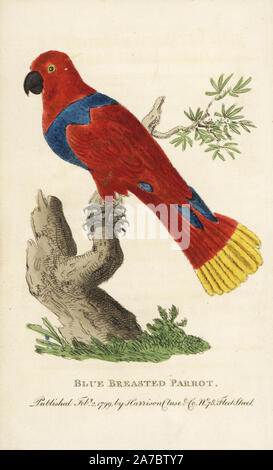 Weibliche eclectus Parrot, Eclectus roratus (Blue breasted Papagei). Abbildung: Kopiert von Peter Brown's "neue Abbildungen für Zoologie", 1776. Papierkörbe Kupferstich aus der Naturforscher Pocket Magazin", Harrison, London, 1799. Stockfoto