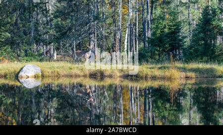 Kanada, ein Reh im Wald in der Nähe von einem See, mit dem Spiegelbild im Wasser, Panorama einer schönen Landschaft Stockfoto