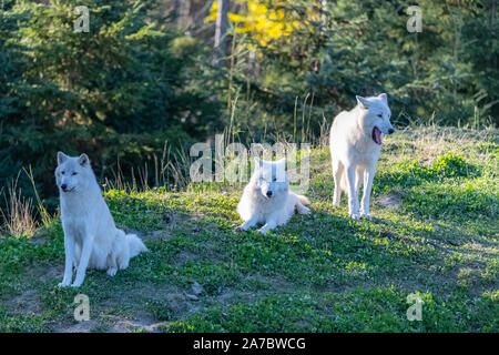 Arctic Wolf, Pack der weißen Wölfe im Wald in Kanada stehen Stockfoto