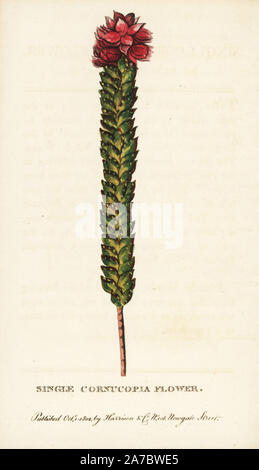 Single Füllhorn Blume. Unbekannte Arten aus New South Wales. Papierkörbe Kupferstich aus der Naturforscher Pocket Magazin", Harrison, London, 1802. Stockfoto