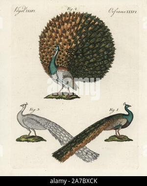 Indische oder blauen Pfau, Pavo cristatus 1, bunte Vielfalt angezeigte Gefieder 2 und leucastic weiße Sorte 3. Papierkörbe Kupferstich von bertuch's 'Bilderbuch pelz Kinder" (Bilderbuch für Kinder), Weimar, 1798. Johann Friedrich Bertuch (1747-1822) war ein deutscher Verleger und Mann der Künste berühmt für seine 12-Band Enzyklopädie für Kinder mit 1.200 illustrierte gravierte Schilder auf natürliche Geschichte, Wissenschaft, Kostüm, Mythologie usw. Von 1790-1830 veröffentlicht. Stockfoto