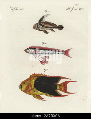 Jack-messerfischgattung, Equetus lanceolatus 1, oarfish, Regalecus glesne 2 und Rock Schönheit angelfish, Holacanthus tricolor 3. Papierkörbe Kupferstich von bertuch's 'Bilderbuch pelz Kinder" (Bilderbuch für Kinder), Weimar, 1798. Johann Friedrich Bertuch (1747-1822) war ein deutscher Verleger und Mann der Künste berühmt für seine 12-Band Enzyklopädie für Kinder mit 1.200 illustrierte gravierte Schilder auf natürliche Geschichte, Wissenschaft, Kostüm, Mythologie usw. Von 1790-1830 veröffentlicht. Stockfoto