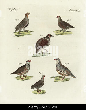 Rebhuhn, Perdix perdix, männlich 1 und Frau 2, red-legged Partridge, Alectoris rufa 3, rock Partridge Alectoris graeca, 4, Chinese Francolin, Francolinus pintadeanus 5 und Red-necked spurfowl, Pternistis Afer 6. Papierkörbe Kupferstich von bertuch's 'Bilderbuch pelz Kinder" (Bilderbuch für Kinder), Weimar, 1798. Johann Friedrich Bertuch (1747-1822) war ein deutscher Verleger und Mann der Künste berühmt für seine 12-Band Enzyklopädie für Kinder mit 1.200 illustrierte gravierte Schilder auf natürliche Geschichte, Wissenschaft, Kostüm, Mythologie usw. Von 1790-1830 veröffentlicht. Stockfoto