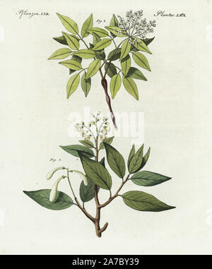 Balsam von Peru, Myroxylum peruiserum 1, und Elemi Gum Tree, Amyris elemisera 2. Papierkörbe Kupferstich von bertuch's 'Bilderbuch pelz Kinder" (Bilderbuch für Kinder), Weimar, 1798. Johann Friedrich Bertuch (1747-1822) war ein deutscher Verleger und Mann der Künste berühmt für seine 12-Band Enzyklopädie für Kinder mit 1.200 illustrierte gravierte Schilder auf natürliche Geschichte, Wissenschaft, Kostüm, Mythologie usw. Von 1790-1830 veröffentlicht. Stockfoto