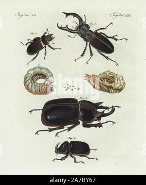 Hirschkäfer, Lucanus cervus, Männlich 1 Weiblich 2, Eier in faule Eiche hinterlegt a, 4-year-old Larve b, Nymphe c, Nashorn Käfer, Megasoma actaeon Scarabaeus actaeon 3,4, und die Europäischen Nashorn Käfer, Oryctes nasicornis 5,6. Papierkörbe Kupferstich von bertuch's 'Bilderbuch pelz Kinder" (Bilderbuch für Kinder), Weimar, 1798. Johann Friedrich Bertuch (1747-1822) war ein deutscher Verleger und Mann der Künste berühmt für seine 12-Band Enzyklopädie für Kinder mit 1.200 illustrierte gravierte Schilder auf natürliche Geschichte, Wissenschaft, Kostüm, Mythologie usw. Von 1790-1830 veröffentlicht. Stockfoto