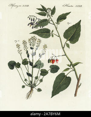 Bittersüßer Nachtschatten, Solanum dulcamara 1 und scurvygrass, Cochlearia officinalis 2. Papierkörbe Kupferstich von bertuch's 'Bilderbuch pelz Kinder" (Bilderbuch für Kinder), Weimar, 1798. Johann Friedrich Bertuch (1747-1822) war ein deutscher Verleger und Mann der Künste berühmt für seine 12-Band Enzyklopädie für Kinder mit 1.200 illustrierte gravierte Schilder auf natürliche Geschichte, Wissenschaft, Kostüm, Mythologie usw. Von 1790-1830 veröffentlicht. Stockfoto