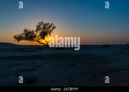Eine Ghaf Baum bei Sonnenuntergang in der Wüste in Katar mit Sonne gerade hinter dem Baum Stockfoto