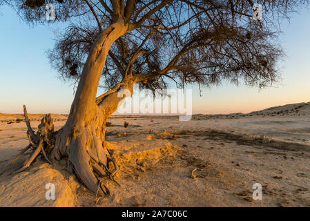 Nahaufnahme eines Ghaf Baum bei Sonnenuntergang in der Wüste in Katar mit goldfarbenen Rinde und Kies Stockfoto
