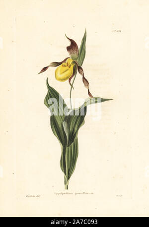 Der gelbe Lady Slipper oder mocassin Blume, Cypripedium parviflorum Orchidee. Papierkörbe Kupferstich von George Cooke aus eine Illustration von W. I. Cooke von Conrad Loddiges' Botanische Cabinet, London, 1810. Stockfoto