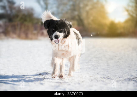 Landseer Hund reine Rasse in Schnee Winter Sport ein Stockfoto