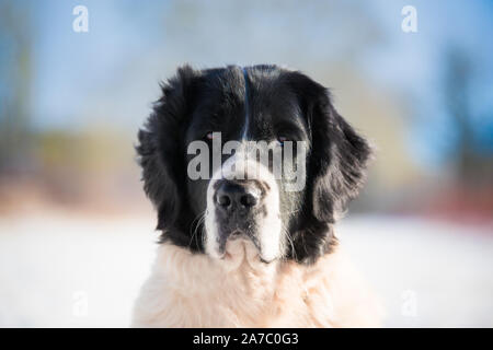 Landseer im schnee winter weiß spielen reine Rasse Stockfoto