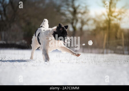 Landseer Hund reine Rasse in Schnee Winter Sport ein Stockfoto