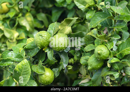 Reife Früchte Lemon Tree hautnah. Frische, grüne Zitrone Limette mit Wassertropfen hängen auf Ast in organischen Garten Stockfoto