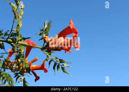 Exotische helle orange Campsis radicans Blumen, auch als Trompete Rebsorten bekannt, vor dem Hintergrund des blauen Himmels, mit Copyspace. Stockfoto