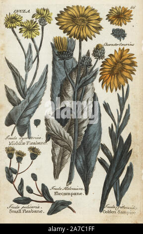 Mitte Berufskraut, Pulicaria dysenterica, kleine Berufskraut, Pulicaria vulgaris, elecampane, Inula Helenium und golden Queller, Limbarda crithmoides. Papierkörbe botanischen Kupferstich von einem unbekannten Künstler von "Culpeper's Englisch Familie Arzt oder medizinische Kräuter vergrößert, mit mehreren Hundert zusätzliche Pflanzen, hauptsächlich von Sir John Hill" von Joshua Hamilton, London, W. Locke, 1792. Stockfoto