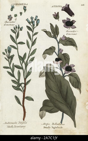 Marsh Rosmarin, Andromeda polifolia und Tollkirsche, Atropa belladonna. Papierkörbe botanischen Kupferstich von einem unbekannten Künstler von "Culpeper's Englisch Familie Arzt oder medizinische Kräuter vergrößert, mit mehreren Hundert zusätzliche Pflanzen, hauptsächlich von Sir John Hill" von Joshua Hamilton, London, W. Locke, 1792. Stockfoto