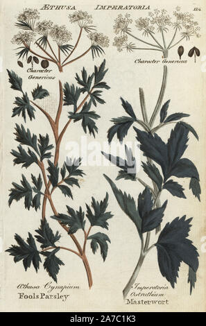 Fool's Petersilie, Aethusa cynapium und masterwort, Imperatoria Ostruthium. Papierkörbe botanischen Kupferstich von einem unbekannten Künstler von "Culpeper's Englisch Familie Arzt oder medizinische Kräuter vergrößert, mit mehreren Hundert zusätzliche Pflanzen, hauptsächlich von Sir John Hill" von Joshua Hamilton, London, W. Locke, 1792. Stockfoto