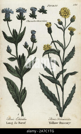 Borstige oxtongue, Picris echioides und Habichtskraut oxtongue, Picris hieracioides. Papierkörbe botanischen Kupferstich von einem unbekannten Künstler von "Culpeper's Englisch Familie Arzt oder medizinische Kräuter vergrößert, mit mehreren Hundert zusätzliche Pflanzen, hauptsächlich von Sir John Hill" von Joshua Hamilton, London, W. Locke, 1792. Stockfoto