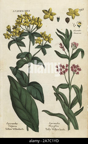 Gelbe Felberich, Lysimachia vulgaris, und nadelflorgewebe Felberich, Lysimachia thyrsiflora. Papierkörbe botanischen Kupferstich von einem unbekannten Künstler von "Culpeper's Englisch Familie Arzt oder medizinische Kräuter vergrößert, mit mehreren Hundert zusätzliche Pflanzen, hauptsächlich von Sir John Hill" von Joshua Hamilton, London, W. Locke, 1792. Stockfoto