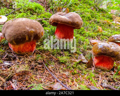 Fliegenpilz Satans Rohr oder sogar satanische Pilz im Wald Stockfoto